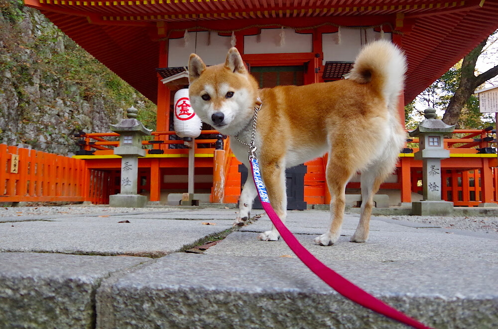 冲刺阶段数据变化趋势解读